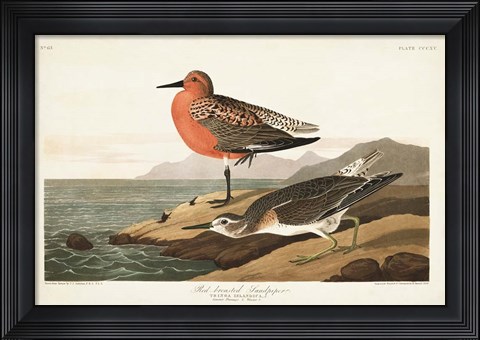 Framed Pl. 315 Red-breasted Sandpiper Print