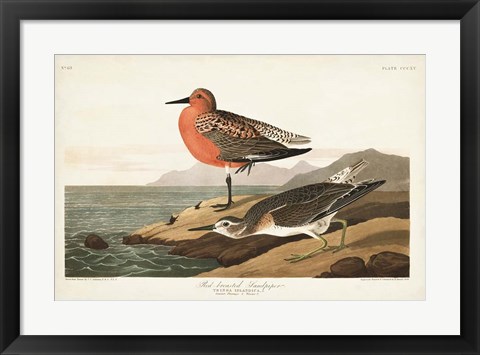 Framed Pl. 315 Red-breasted Sandpiper Print