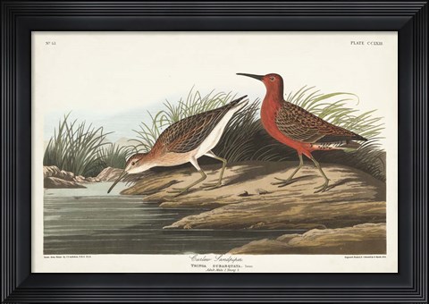 Framed Pl. 263 Curlew Sandpiper Print
