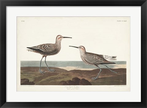 Framed Pl. 344 Long-legged Sandpiper Print