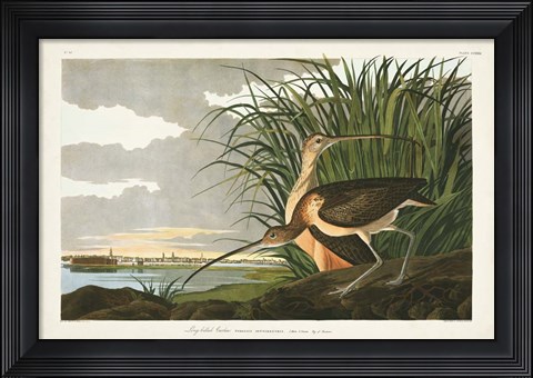 Framed Pl. 231 Long-billed Curlew Print