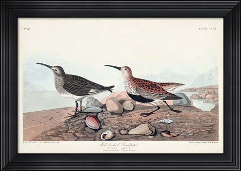 Framed Pl. 290 Red-backed Sandpiper Print