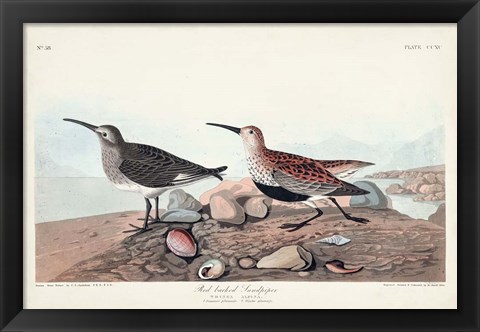 Framed Pl. 290 Red-backed Sandpiper Print