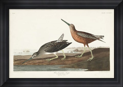 Framed Pl. 335 Red-breasted Snipe Print