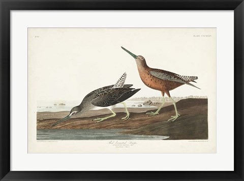 Framed Pl. 335 Red-breasted Snipe Print