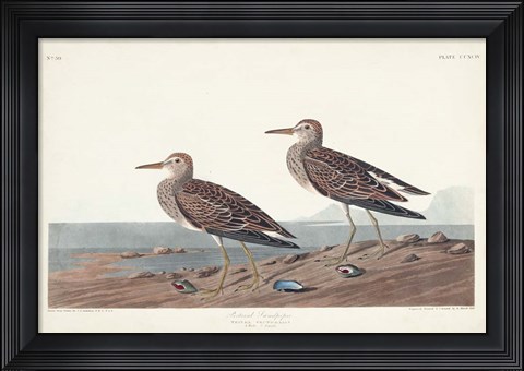 Framed Pl. 294 Pectoral Sandpiper Print