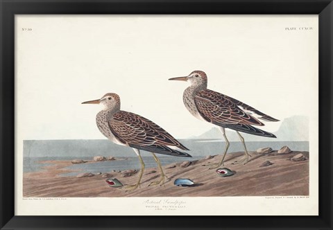 Framed Pl. 294 Pectoral Sandpiper Print