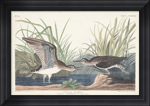 Framed Pl. 289 Solitary Sandpiper Print