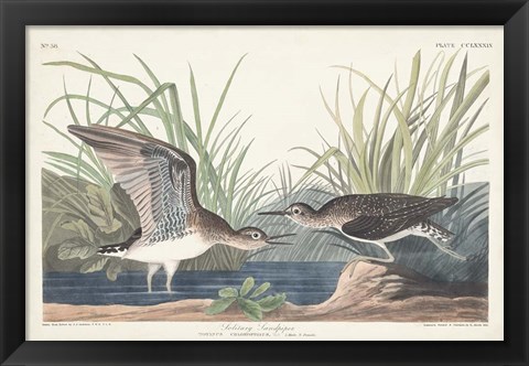 Framed Pl. 289 Solitary Sandpiper Print