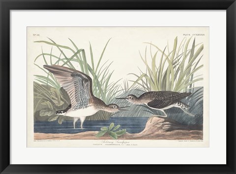 Framed Pl. 289 Solitary Sandpiper Print