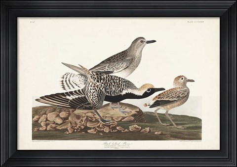 Framed Pl. 334 Black-bellied Plover Print