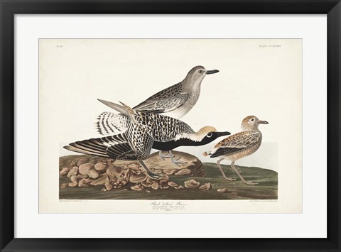 Framed Pl. 334 Black-bellied Plover Print