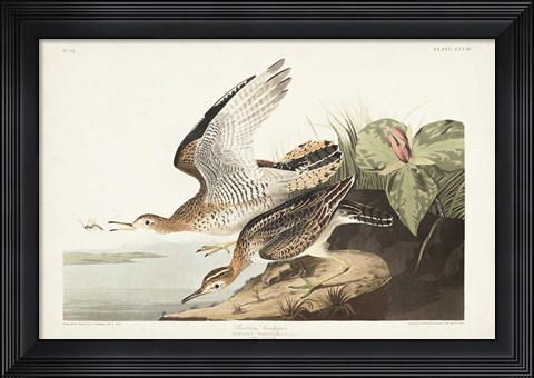 Framed Pl. 303 Bartram Sandpiper Print