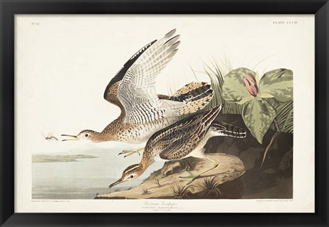 Framed Pl. 303 Bartram Sandpiper Print