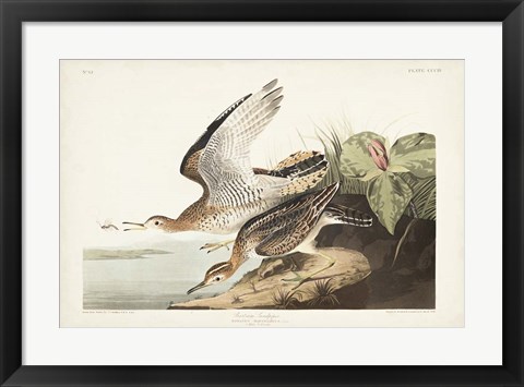 Framed Pl. 303 Bartram Sandpiper Print