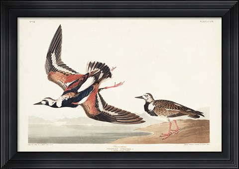 Framed Pl. 304 Turn-stone Print