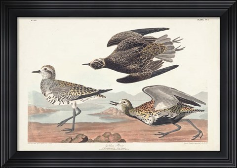 Framed Pl. 300 Golden Plover Print