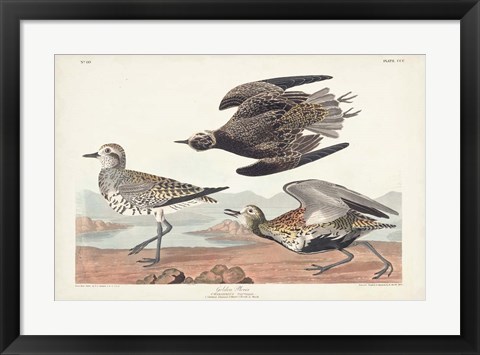 Framed Pl. 300 Golden Plover Print