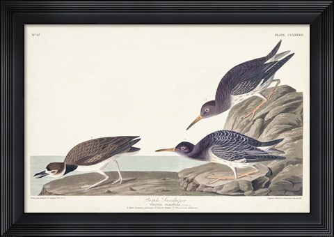Framed Pl. 284 Purple Sandpiper Print