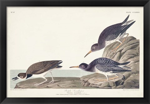 Framed Pl. 284 Purple Sandpiper Print