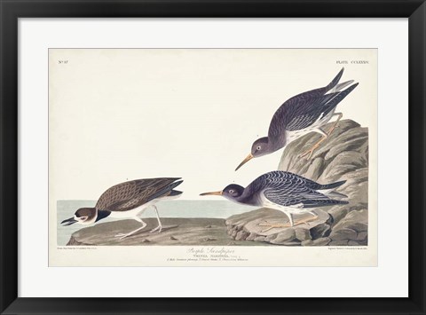 Framed Pl. 284 Purple Sandpiper Print