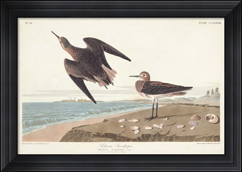 Framed Pl. 278 Schins Sandpiper Print