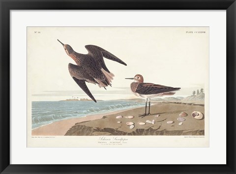 Framed Pl. 278 Schins Sandpiper Print