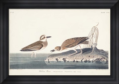 Framed Pl. 209 Wilsons Plover Print