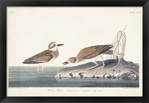 Framed Pl. 209 Wilsons Plover Print