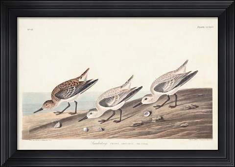 Framed Pl. 230 Sanderling Print