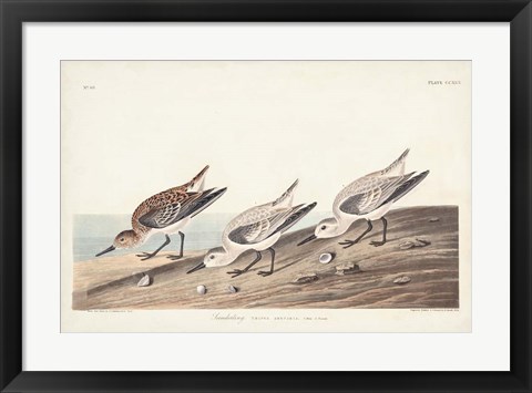 Framed Pl. 230 Sanderling Print