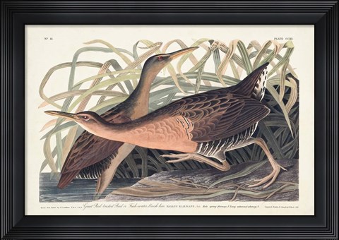 Framed Pl. 203 Great Red-breasted Rail Print