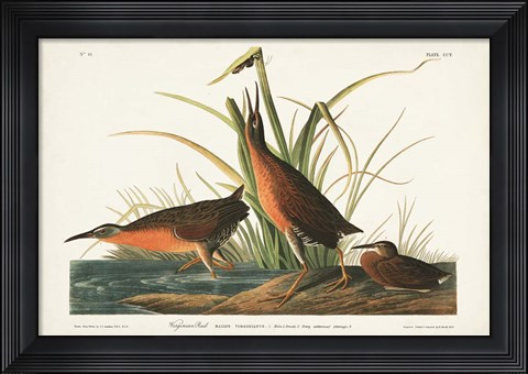 Framed Pl. 205 Virginian Rail Print