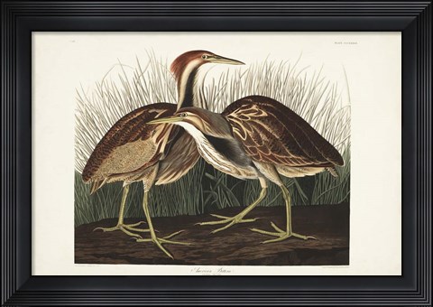 Framed Pl. 337 American Bittern Print