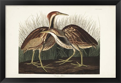 Framed Pl. 337 American Bittern Print