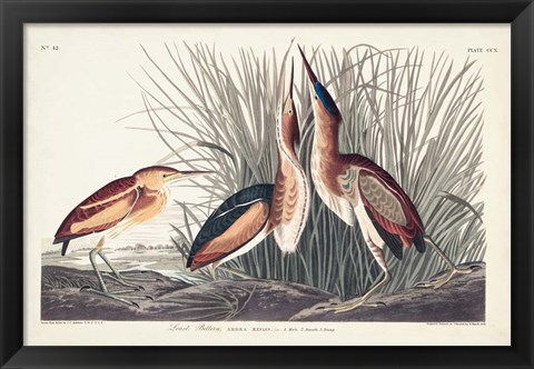 Framed Pl. 210 Least Bittern Print