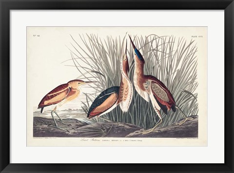 Framed Pl. 210 Least Bittern Print