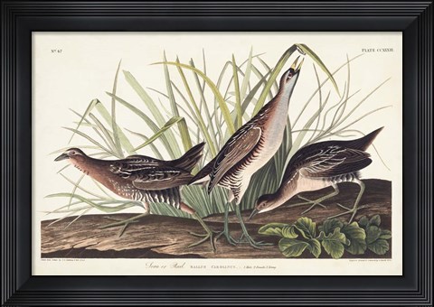 Framed Pl. 233 Rail Print