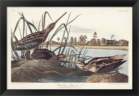 Framed Pl. 243 American Snipe Print