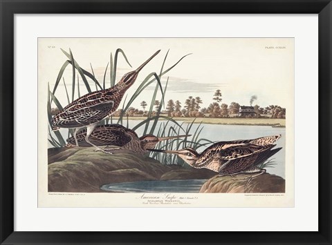 Framed Pl. 243 American Snipe Print