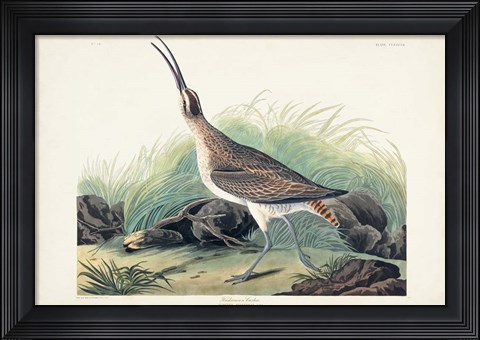 Framed Pl. 237 Hudsonian Curlew Print