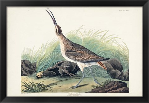 Framed Pl. 237 Hudsonian Curlew Print