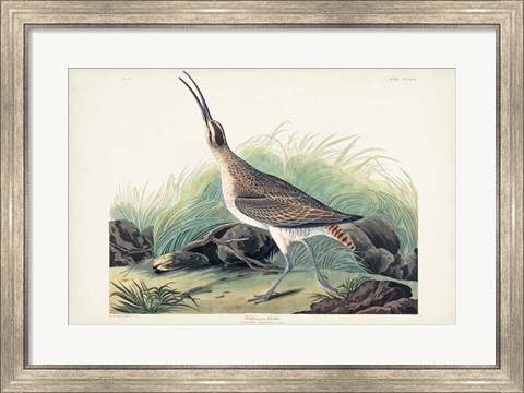 Framed Pl. 237 Hudsonian Curlew Print