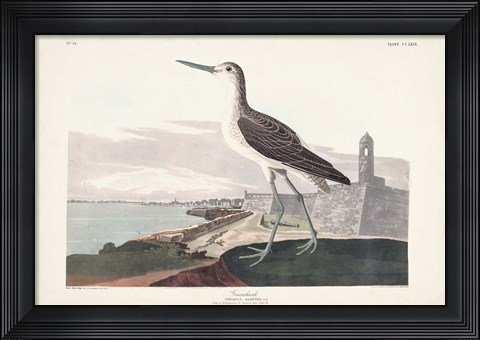 Framed Pl. 269 Greenshank Print