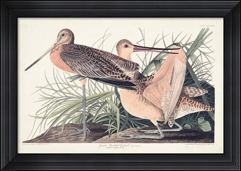 Framed Pl. 238 Great Marbled Godwit Print