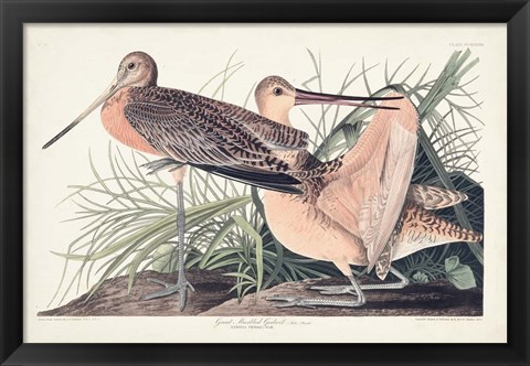 Framed Pl. 238 Great Marbled Godwit Print