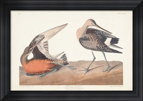Framed Pl. 258 Hudsonian Godwit Print