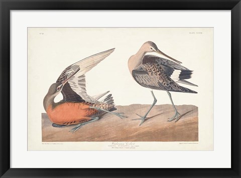 Framed Pl. 258 Hudsonian Godwit Print