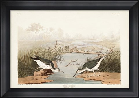 Framed Pl. 310 Spotted Sandpiper Print