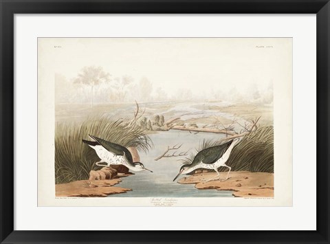 Framed Pl. 310 Spotted Sandpiper Print